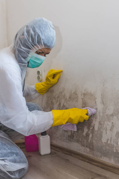  Fall River, WI Mold Removal Pros