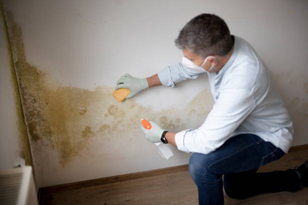 Best Attic Mold Removal  in Fall River, WI