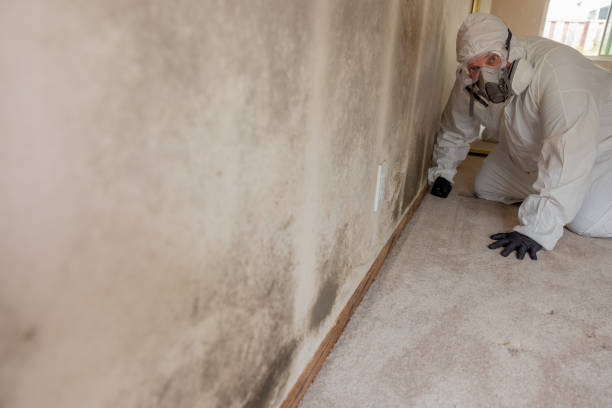 Best Mold Damage Restoration  in Fall River, WI